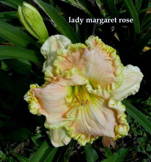 lady marg rose rs